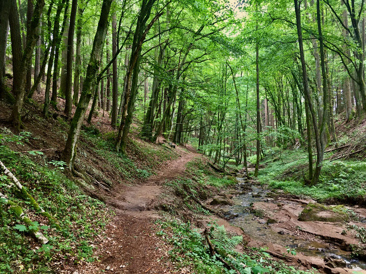 Waldweg: Symbolhaft für den literarischen Austausch: Isolierte Körper - Neue Räume. Das vierte Tandem von #wirinderZukunft mit Sandra Hoffmann und Claudia Haberkern.