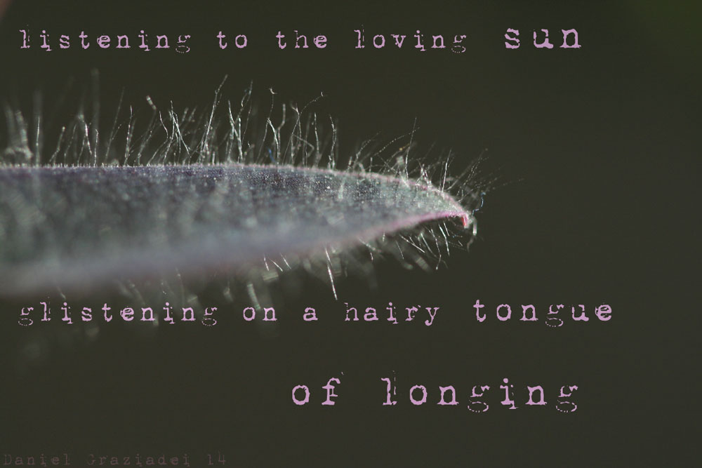 behaarte Zunge mit Schrift: “Listening to the loving sun. glistening on a hairy tongue of longing”