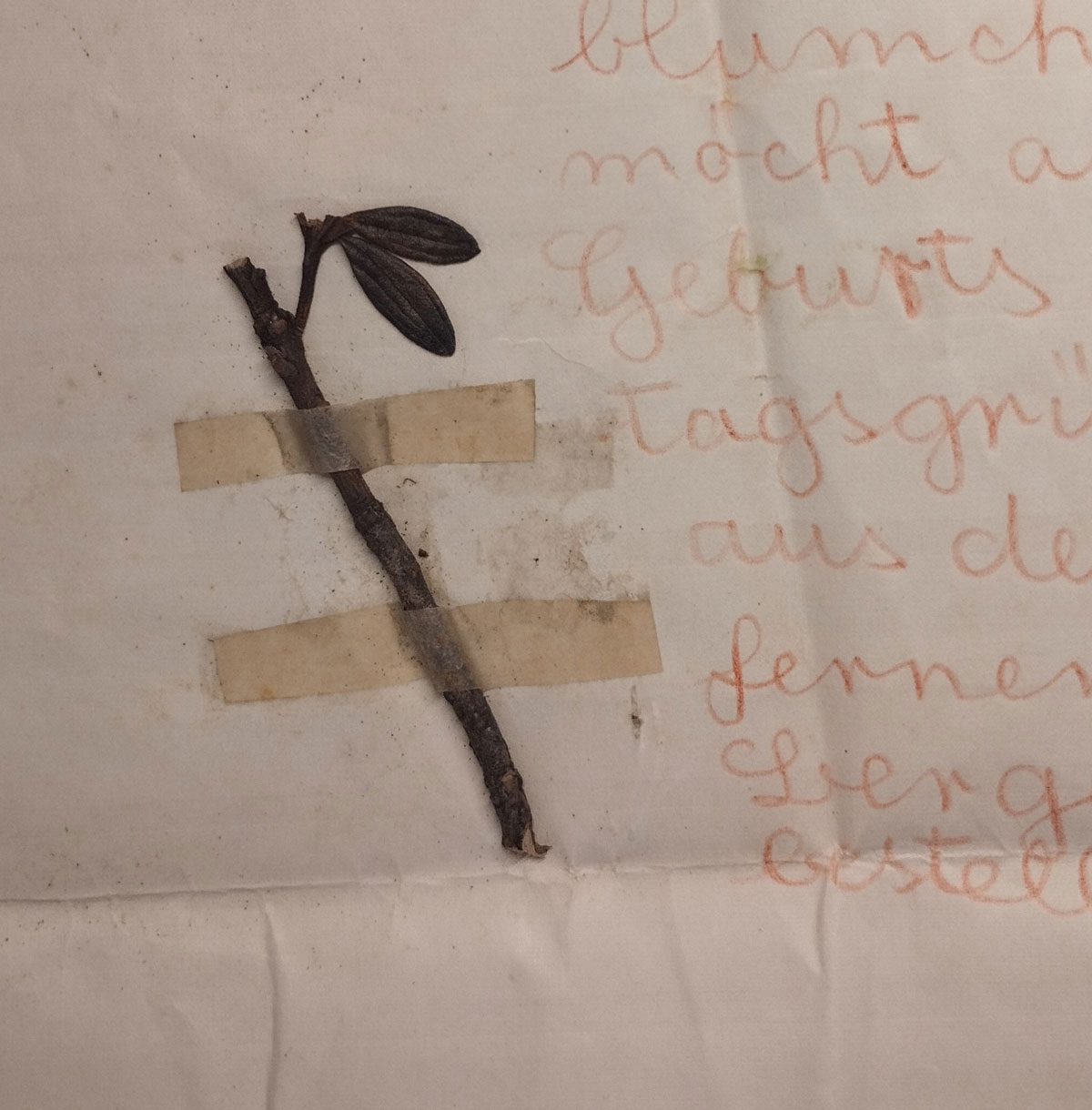Ausschnitt Brief mit echter Blume, aufgeklebt von Eva Mohr an Max Mohr.